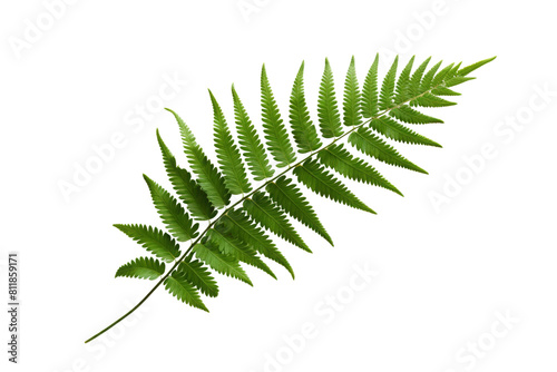 Close-up of a frond of a fern against a black background.