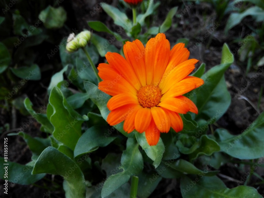 Flower with leaves Calendula (Calendula officinalis, pot, garden or English marigold) on blurred green background. Calendula on the sunny summer day. Close up of Medicinal Calendula herb. Flower with leaves Calendula (Calendula officinalis, pot, garden or English marigold) on blurred green background. Calendula on the sunny summer day. Close up of Medicinal Calendula herb.