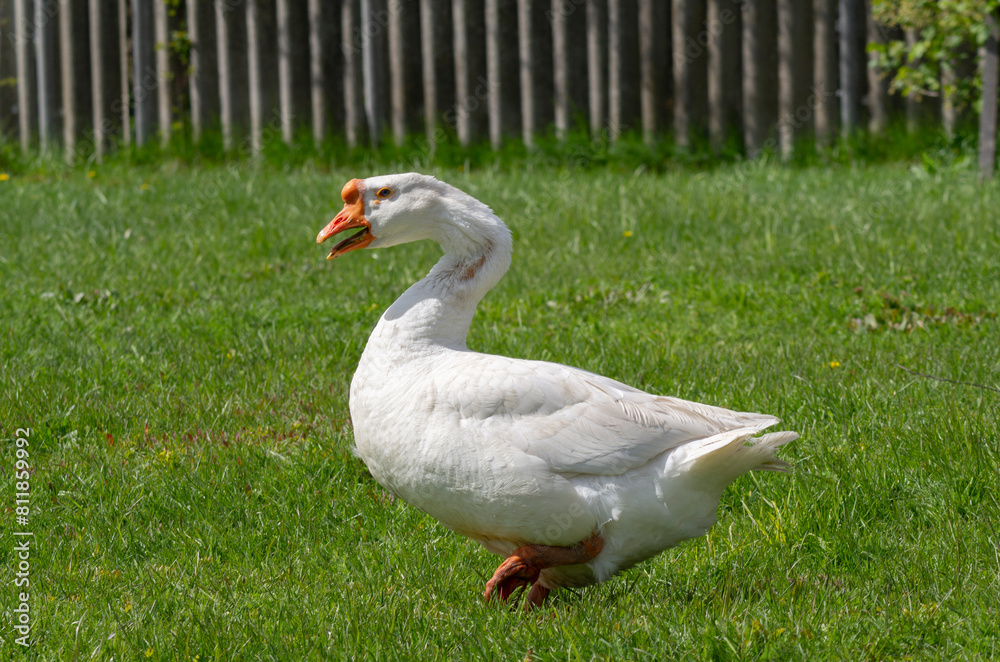 White goose on a background of green grass White goose on a background of green grass