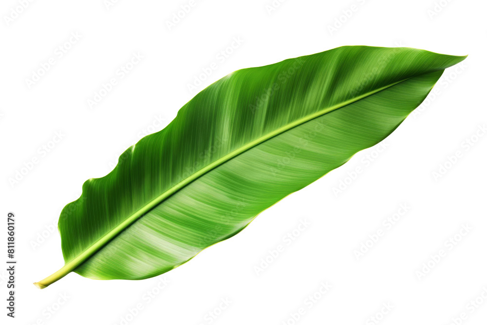Obraz premium Green leaf of a tropical plant on a transparent background