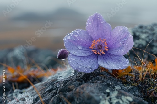A stunning purple flower draped in water droplets on a rock surface surrounded by moss and lichen