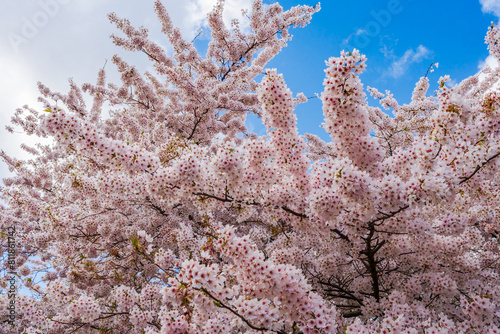 Beautiful cherry blossom against the sky. Selective focus