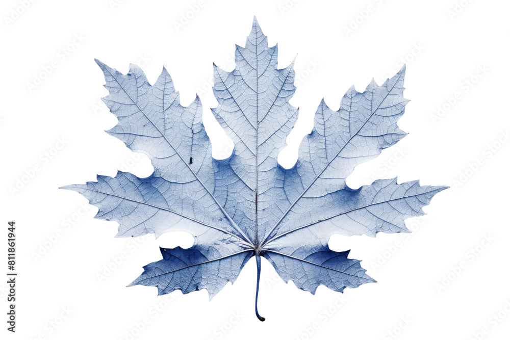 Fototapeta premium The photo of blue maple leaf with transparent background.