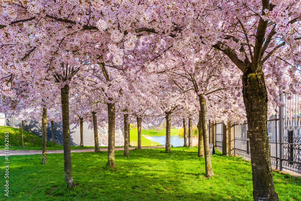 Beautiful cherry blossom trees in Langelinie park in Copenhagen, Denmark