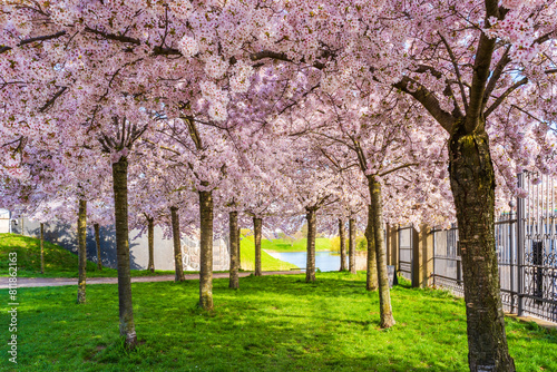 Beautiful cherry blossom trees in Langelinie park in Copenhagen  Denmark