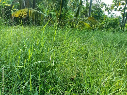 Hemarthria is a genus of herbaceous plants in the grass family.  photo