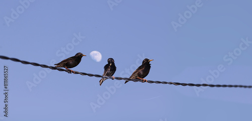 Evening hygiene of starlings on the wire.