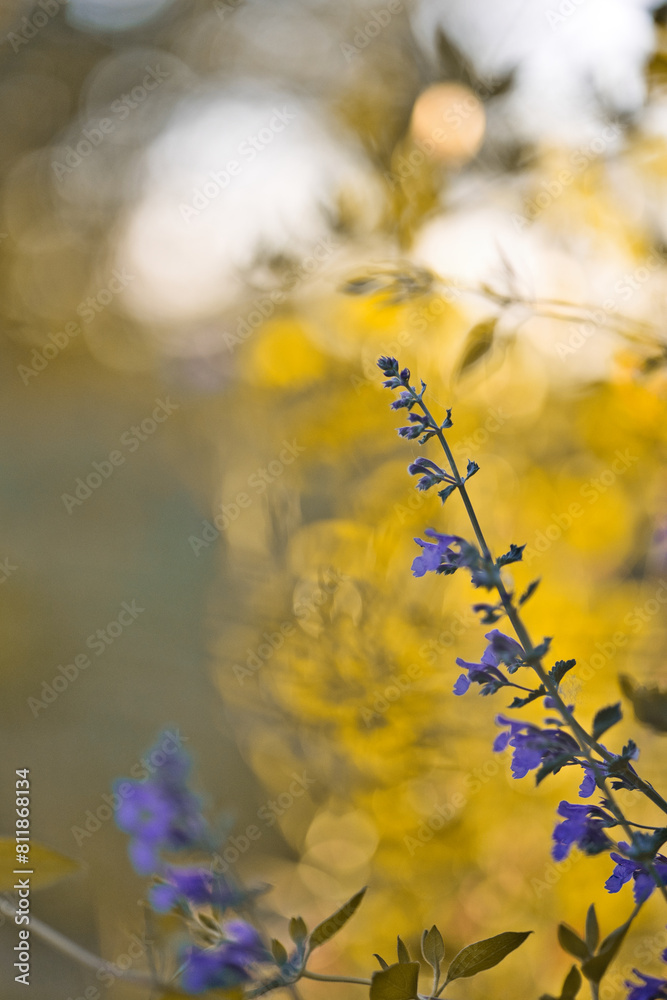 Fleur nature sauvage coucher de soleil Fleur nature sauvage coucher de soleil