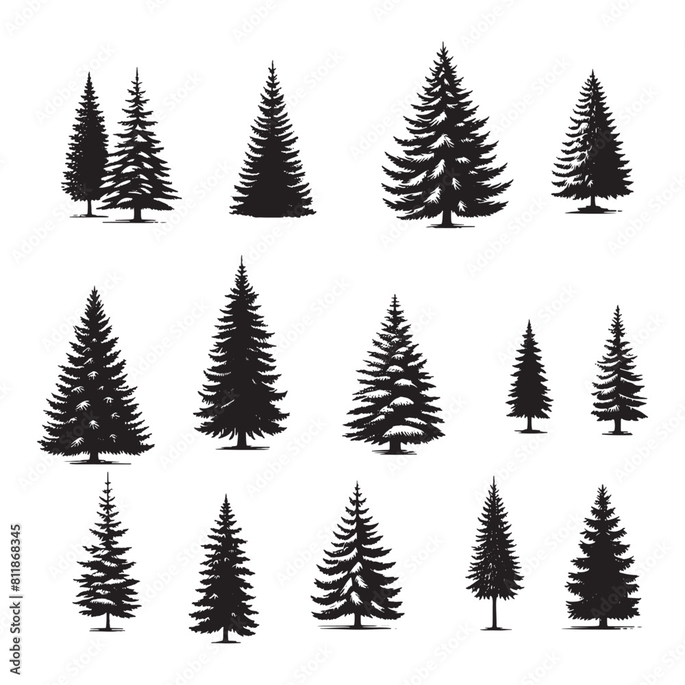 set of pine trees silhouettes on white set of pine trees silhouettes on white