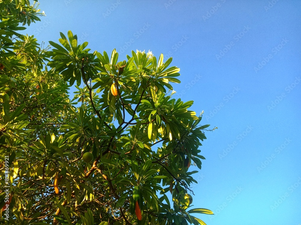 Beautiful clear sky and cloud. Trees of Bintaro (Cerbera manghas) and nature background Beautiful clear sky and cloud. Trees of Bintaro (Cerbera manghas) and nature background