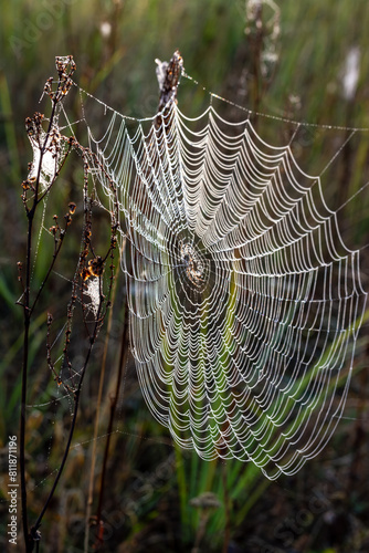 Spider web close-up with dew drops.