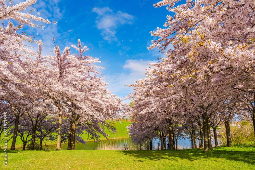 Beautiful cherry blossom trees in Langelinie park in Copenhagen, Denmark Beautiful cherry blossom trees in Langelinie park in Copenhagen, Denmark