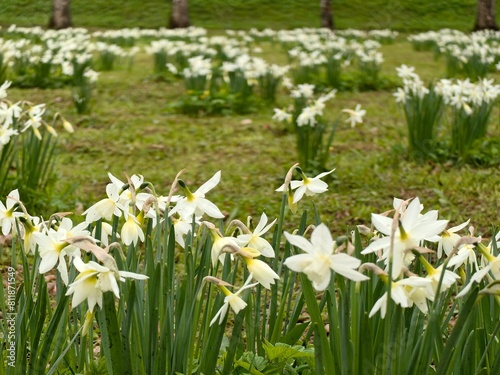 Flower in park