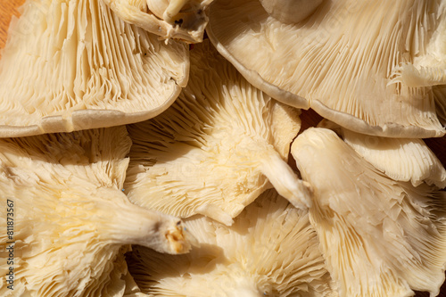 Oyster mushroom Pleurotus ostreatus close-up