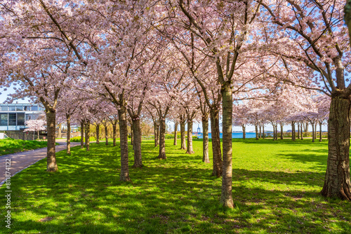 Beautiful cherry blossom trees in Langelinie park in Copenhagen, Denmark