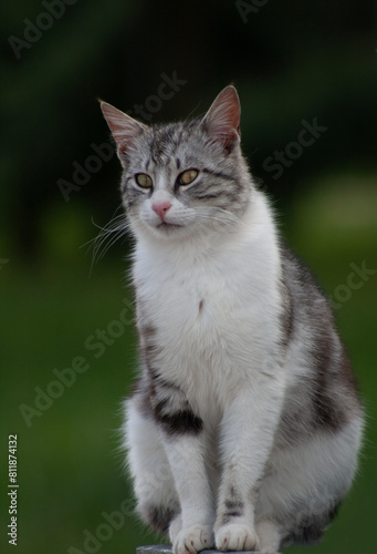 gray cat on grass