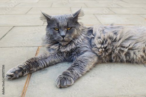 A Maine Coon cat is lying on a street tile