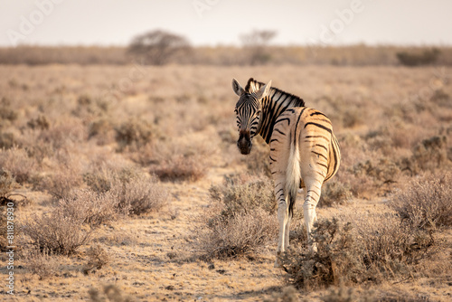 Zebra im Ethosha-Park