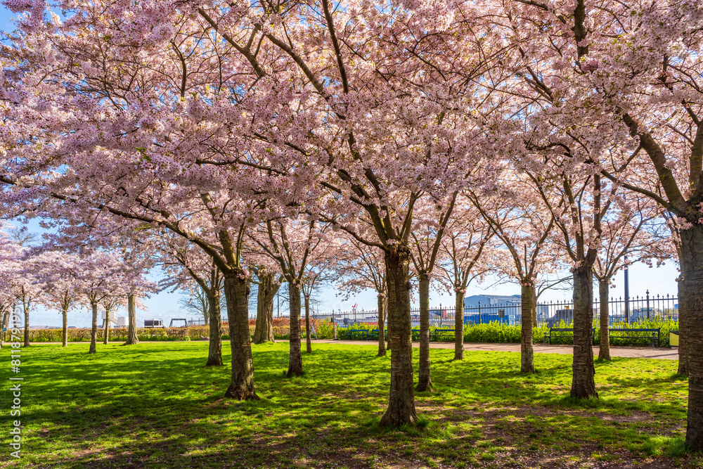 Beautiful cherry blossom trees in Langelinie park in Copenhagen, Denmark Beautiful cherry blossom trees in Langelinie park in Copenhagen, Denmark