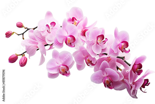 A long pink and white flower branch with pink flowers. The flowers are arranged in a way that they are not touching each other