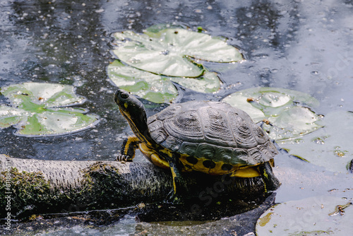 European pond turtle (Emys orbicularis) at a sidearm of the Baldeney lake in Essen Heisingen.