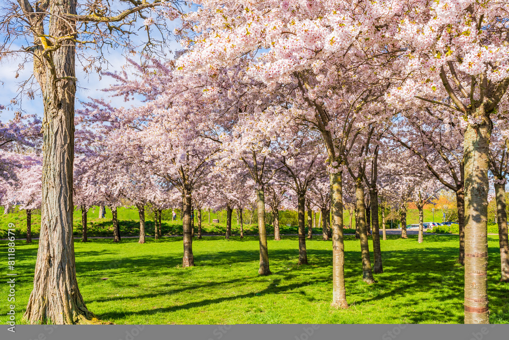 Beautiful cherry blossom trees in Langelinie park in Copenhagen, Denmark Beautiful cherry blossom trees in Langelinie park in Copenhagen, Denmark