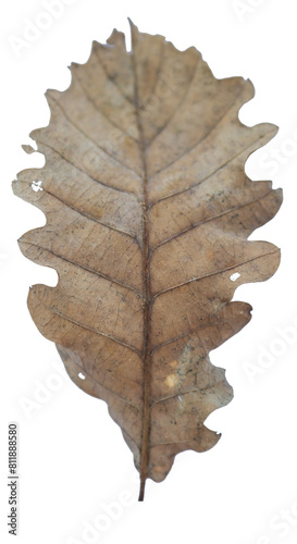 Field maple leaf (Acer campestral) in autumn fall color, stock photo file cut out and isolated on a white background photo