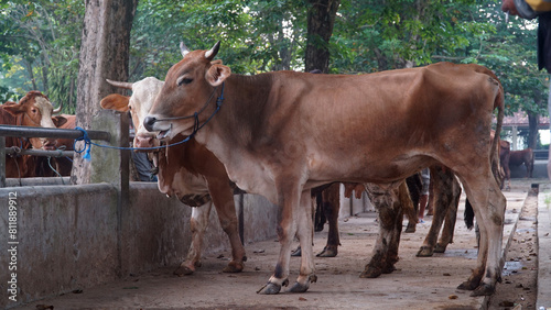 Brown cow tied up at Animal Market. Focus selected, Background blur photo