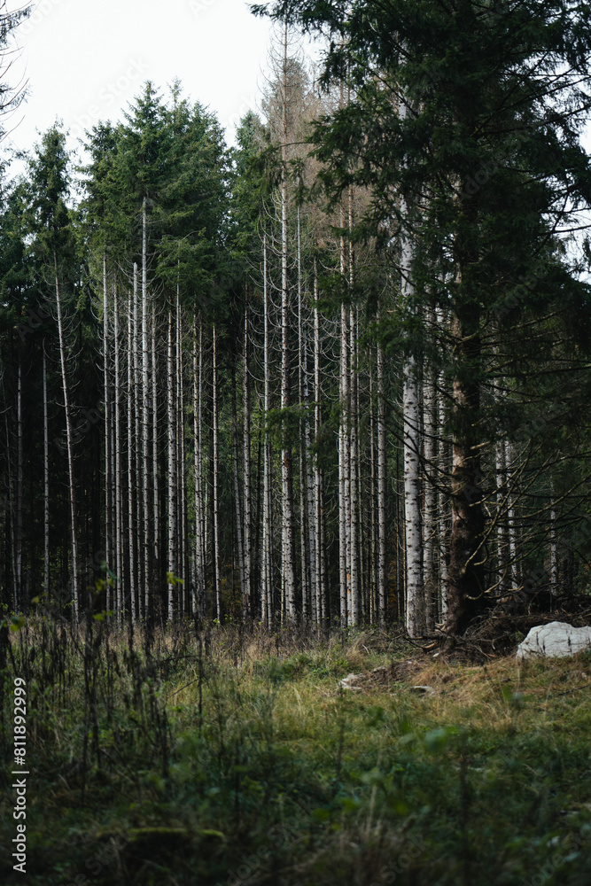 Naklejka premium Tall trees in the Caniglio Forest, during autumn