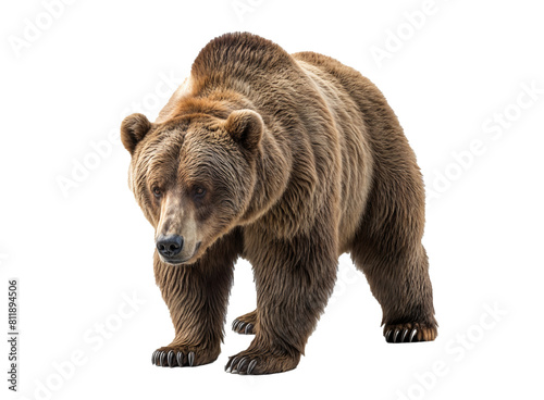 Create an image of a hungry bear searching for food on a white surface.