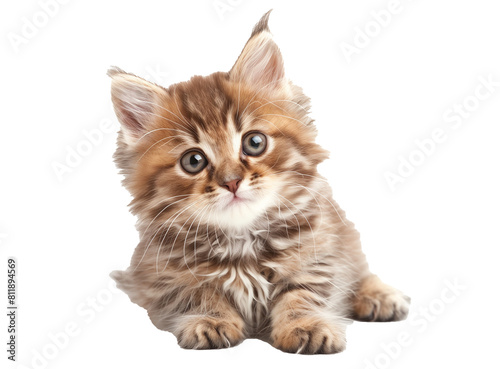 Create an image of an adorable and fluffy kitten against a white backdrop.