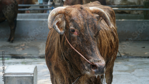 Brown Cow with curved horns at animal market. Focus selected on head, Background blur photo