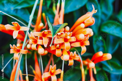 Flame Vine or Pyrostegia Venusta, wall ivy new blooming buds and orange colored trumpet flowers photo