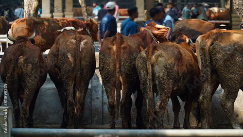 Brown cows lined up seen from behind. Focus selected, Background blurred photo