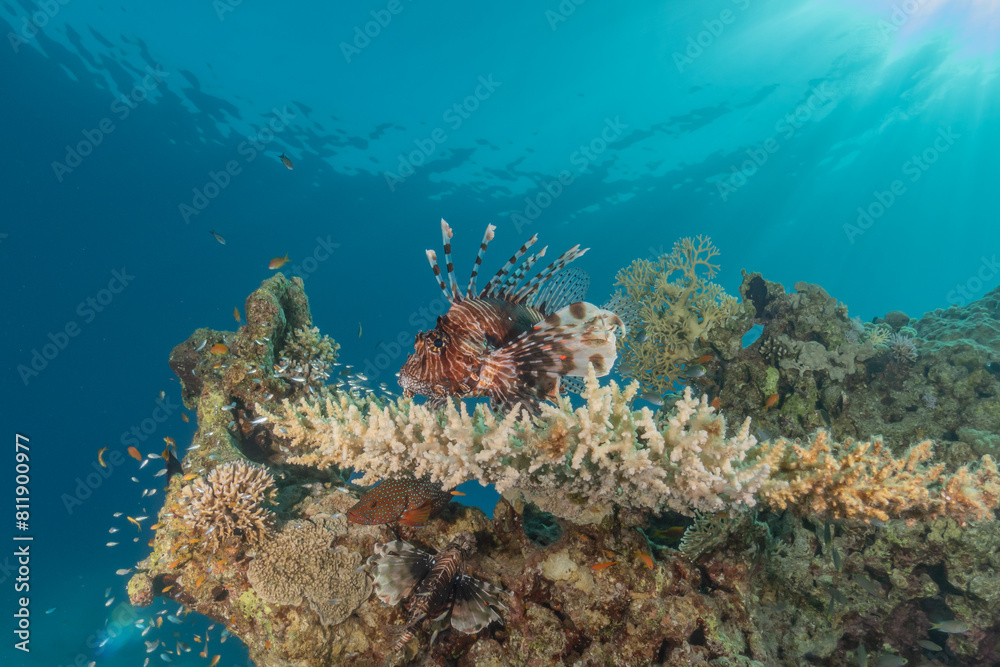 Fototapeta premium Lionfish in the Red Sea colorful fish, Eilat Israel 