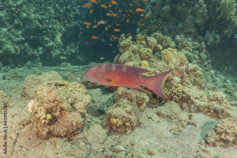 Fototapeta premium Fish swimming in the Red Sea, colorful fish, Eilat Israel 