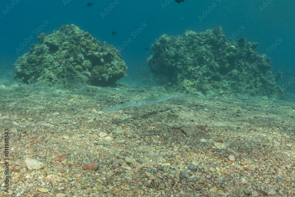 Fototapeta premium Squid in the Red Sea Colorful and beautiful, Eilat Israel 