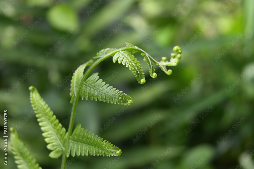 A wallpaper background view of a freshly unfurling fern frond with a blurred background A wallpaper background view of a freshly unfurling fern frond with a blurred background