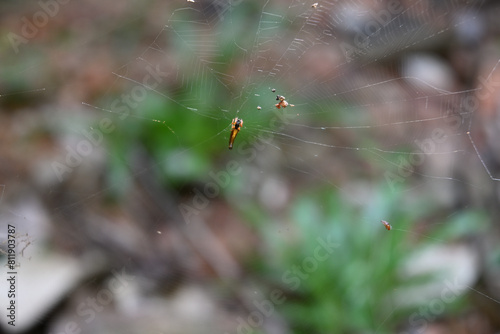 A tiny brownish orange color trashline orb weaver spider sits on its web photo