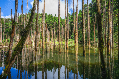 Lotus Forest of Shanlinshi located at Nantou county in Taiwan