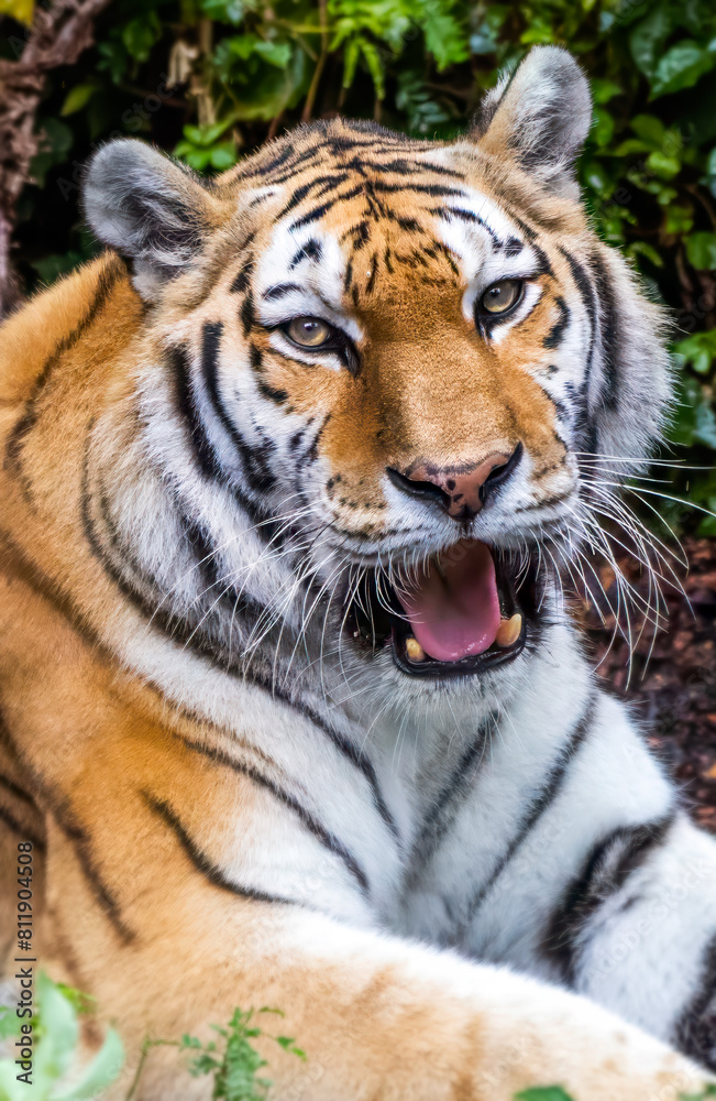 Fototapeta premium Amur Tiger at a local zoo.