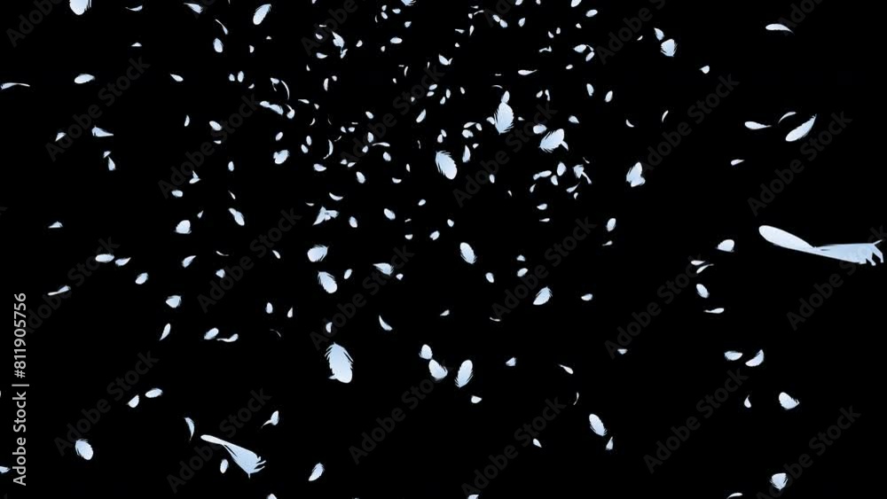 White and silver feather particles falling  from above on black background. Abstract background.