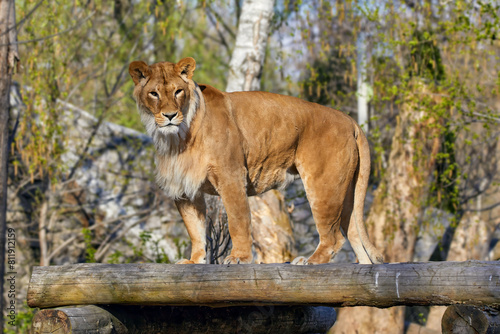 a predatory animal - a young lioness on a platform made of logs © Vadim Hnidash
