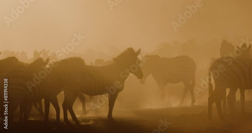 Herd of Burchell's zebras coming to drink from a drying up river creating a dusty sunset. Drought, Climate Change, Climate Emergency photo