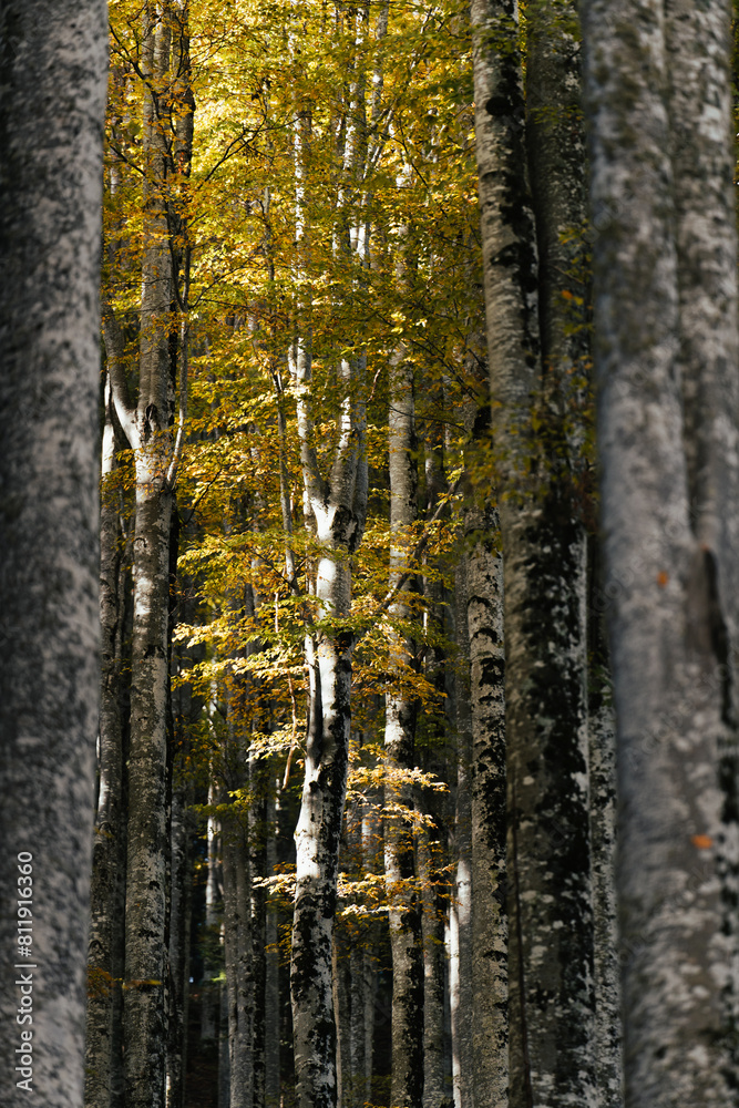 Fototapeta premium Beautiful autumnal colors in the Cansiglio Forest, in Northern Italy