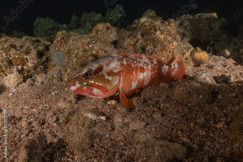 Fish swimming in the Red Sea  colorful fish  Eilat Israel 