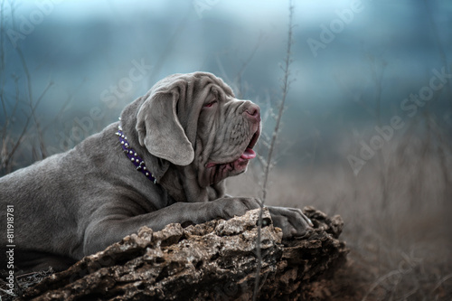 Neapolitan mastiff puppy on a walk in the field on a cloudy day, dog portraits in nature photo