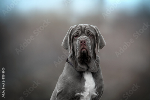 Mastino Neapolitano puppy on a walk in the field on a cloudy day, dog portraits in nature photo
