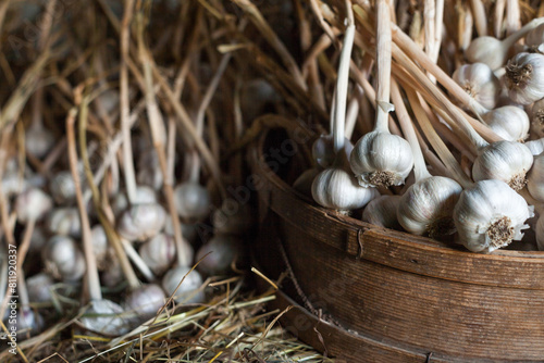 Growing the garlic. Rich harvest.