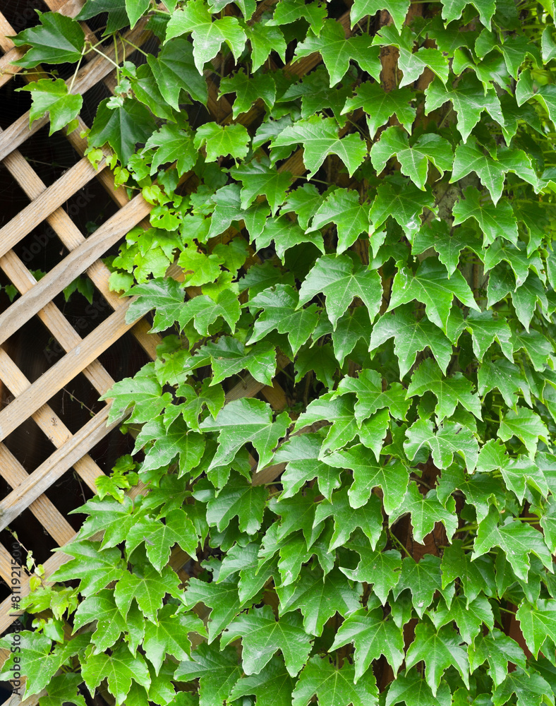 Garden trellis covered with green ivy.